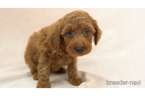 成約済の東京都のトイプードル-154166の4枚目